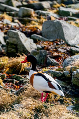 Kaçın, Norway - 2020 Nisan 07. Shelduck çifti çimenlerde yürüyor.