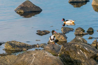 RUNDE, NORway - 2020 Haziran 19. Denizde dinlenen su kuşu (Tadorna tadorna).