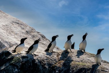RUNDE, NORway - 2020 Haziran 19. Bir grup Razorbills (Alca torda) Runde kuş adasında bir uçurumun kenarında duruyor..