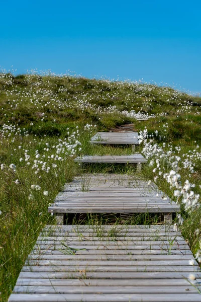 RUNDE, NORway - 2020 Haziran 19. Eriophorum scheuchzeri ile yürüyüş denemesi, aynı zamanda Scheuchzer 'in pamuk otu ve beyaz pamuk otu olarak da bilinir..