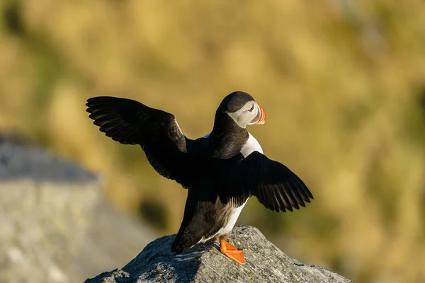 Runde Noruega 2020 Abril Atlantic Puffin Aves Marinhas Abriu Asas — Fotografia de Stock