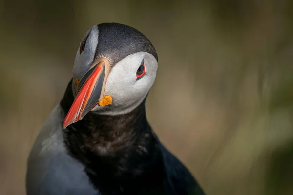 Runde Noruega 2020 Junho Puffin Atlântico Fratercula Arctica Espécies Aves — Fotografia de Stock