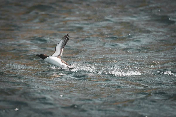 RUNDE, NORway - 2020 Haziran 19. Razorbill (Alca torda) Runde kuş adasında denize yakın uçuyor.