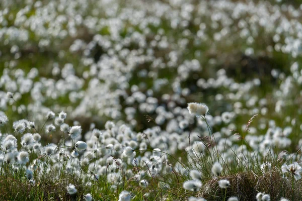 RUNDE, NORway - 2020 Haziran 19. Eriophorum 'un bir tarlası. Scheuchzer' in pamuk otu ve beyaz pamuk otu olarak da bilinir..