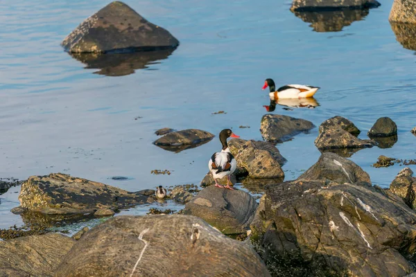 RUNDE, NORway - 2020 Haziran 19. Denizde dinlenen su kuşu (Tadorna tadorna).
