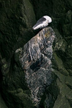 RUNDE, NORway - 2020 Haziran 19. Kuş uçurumunda siyah bacaklı kedi yavrusu (Rissa tridactyla).