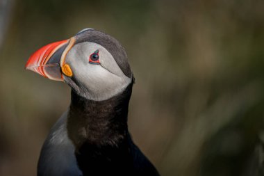 RUNDE, NORway - 2020 Haziran 19. Kuş Adası Runde 'de Atlantik martısı (Fratercula arktika) deniz kuşu türü.
