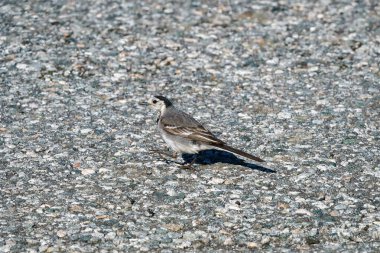 RUNDE, NORway - 23 Temmuz 2020. Beyaz bir kuyruk (Motacilla alba) bir kayanın üzerine tünemiş..