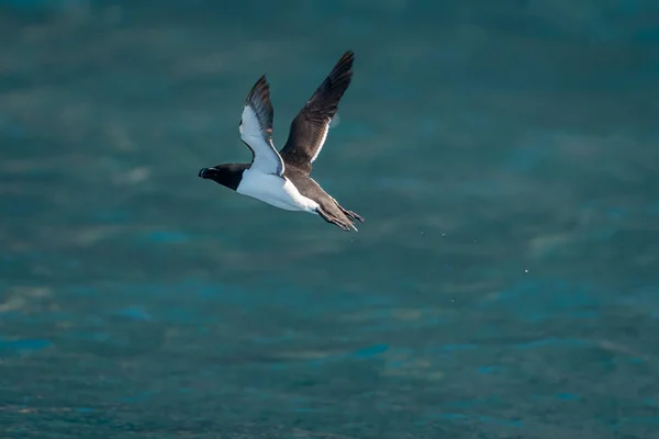 Runde Norsko 2020 Červen19 Razorbill Alca Torda Letu Ptačím Ostrově — Stock fotografie