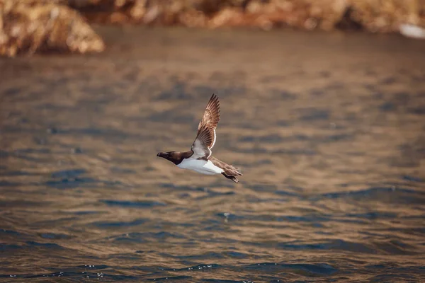 Runde Noruega 2020 Junio Razorbill Alca Torda Volando Cerca Del — Foto de Stock