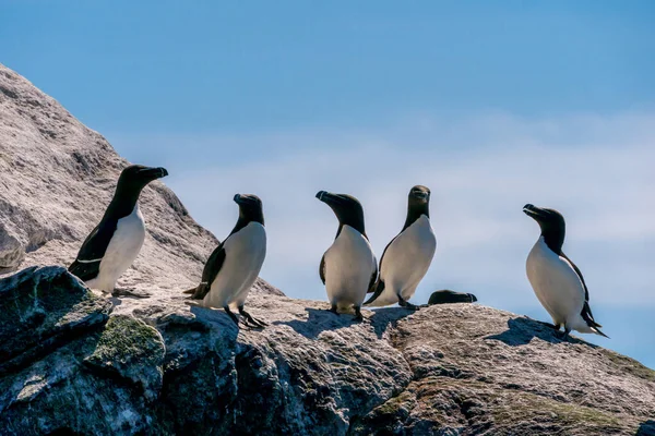 RUNDE, NORway - 2020 Haziran 19. Bir grup Razorbills (Alca torda) Runde kuş adasında bir uçurumun kenarında duruyor..