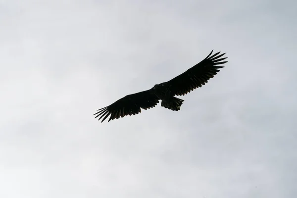 Runde Noruega 2020 Julio Águila Cola Blanca Haliaeetus Albicilla Volando —  Fotos de Stock