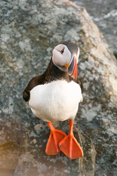 Runde Noruega 2020 Abril Aves Marinhas Atlântico Puffin Penhasco — Fotografia de Stock