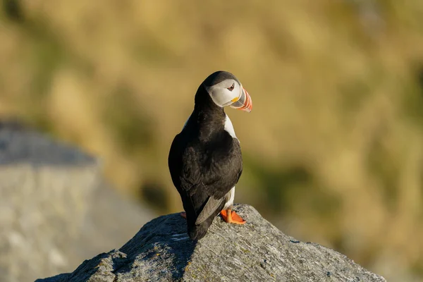 Runde Norvegia 2020 Aprile Atlantic Puffin Uccello Marino Piedi Sulla — Foto Stock