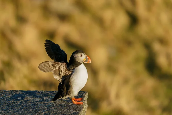 Runde Noruega 2020 Abril Atlantic Puffin Aves Marinhas Abriu Asas — Fotografia de Stock