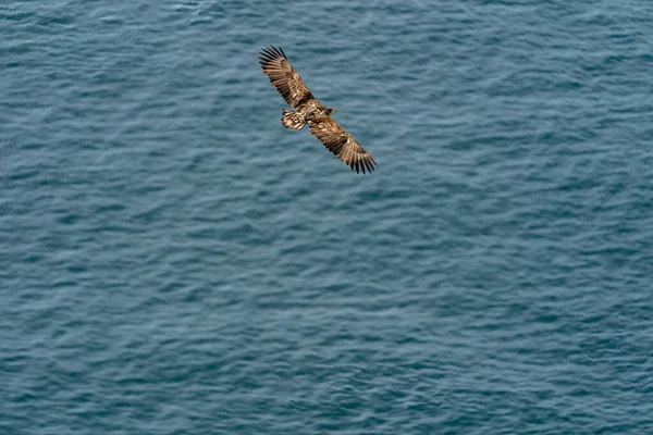 Runde Noruega 2020 Abril Águila Cola Blanca Haliaeetus Albicilla Volando —  Fotos de Stock