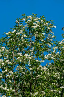 VALLDAL, NORWay - 2020 Mayıs 30. Mountain Ash, Rowan (Sorbus aucuparia), Çiçek