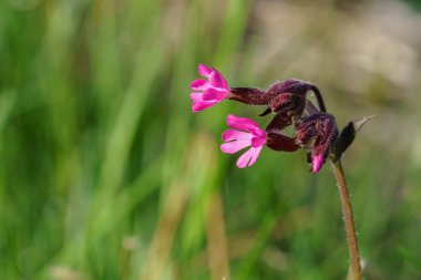 VALLDAL, NORWay - 2020 Mayıs 30. Seçili odak noktası bir Kırmızı Campion (Silene dioica).