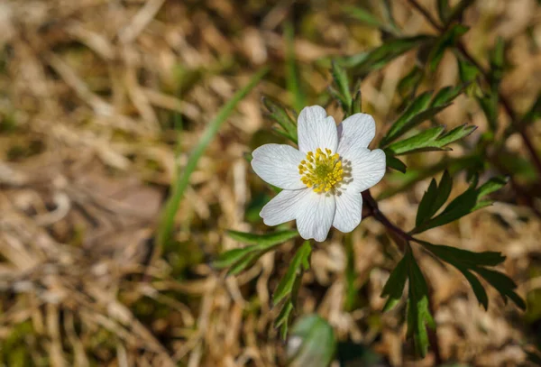 Valldal Norwegia 2020 Maj Pojedynczy Anemon Nemorosa Kwiat Kwitnący Zewnątrz — Zdjęcie stockowe