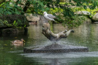 Parktaki bir heykelin üzerinde duran martı.