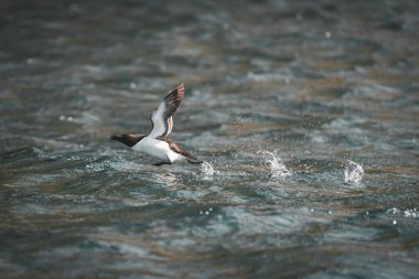 Razorbill (Alca torda) Runde kuş adasında denize yakın uçuyor.