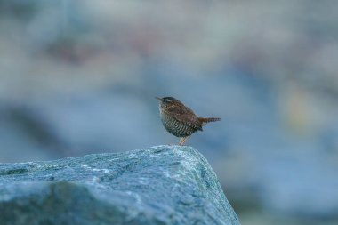 Avrasya Wren 'i (Troglodit trogloditleri). Doğal ortamında vahşi bir kuş..