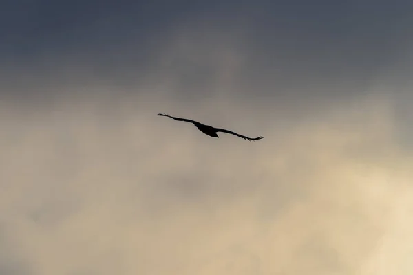 润德岛白尾鹰或海鹰的轮廓 — 图库照片