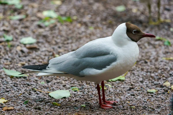 Μαυροκέφαλος Γλάρος Chroicocephalus Ridibundus Στέκεται Στο Έδαφος — Φωτογραφία Αρχείου