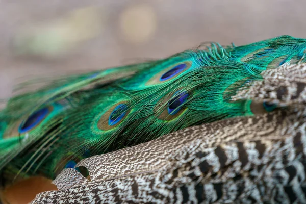 Hermosa Pluma Pavo Real Pavo Cristatus Parque —  Fotos de Stock