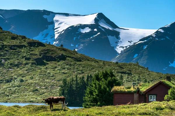 Norweska Przyroda Dużymi Górami Śniegiem Domkiem Dwoma Krowami Trawiącymi Zewnątrz — Zdjęcie stockowe