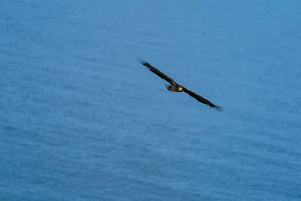 Águila Cola Blanca Haliaeetus Albicilla Volando Sobre Mar — Foto de Stock