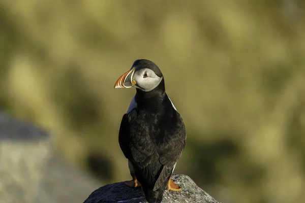 Aves Marinhas Atlântico Puffin Penhasco — Fotografia de Stock