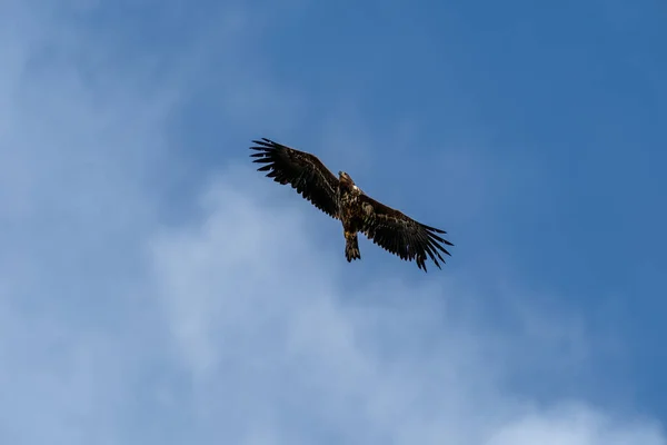 Águila Cola Blanca Haliaeetus Albicilla Volando Sobre Mar —  Fotos de Stock