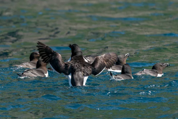 Grupo Razorbills Alca Torda Mar Runde Bird Island — Foto de Stock