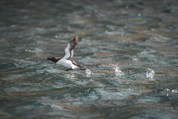 Razorbill Alca Torda 在Runde鸟岛靠海飞行 — 图库照片