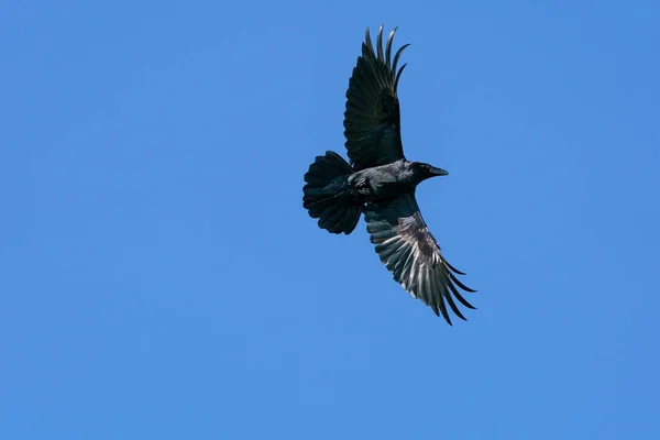 Cuervo Común Volando Contra Cielo Azul —  Fotos de Stock