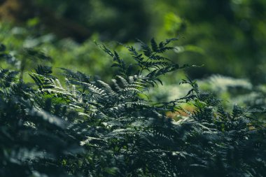 VALLDAL, NORway - 2020 Haziran 23. Güneş, Roald Fern ve Osmunda Regalis 'in bulanık yapraklarının üzerinde parlıyor..
