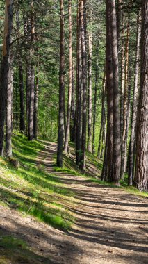 VALLDAL, NORway - 2020 Mayıs 29. Ormandaki yürüyüşçüler için güzel bir yürüyüş yolu..
