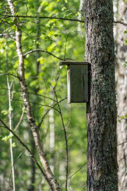 VALLDAL, NORway - 2020 Mayıs 29. Ormandaki bir ağaçta asılı kuş evi.