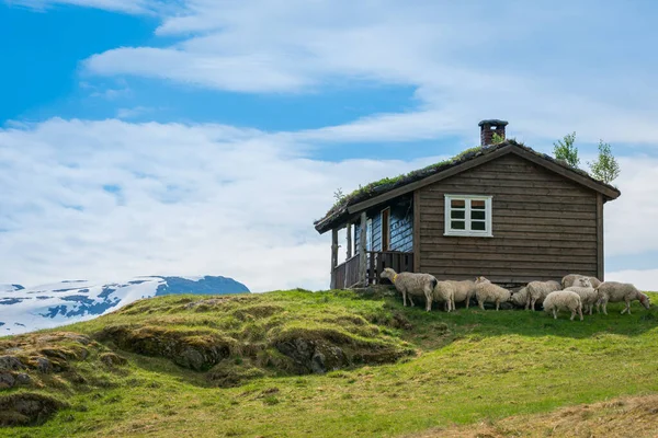 Valldal Norway 2020 June Cottage Mountain Sheeps — Stock Photo, Image