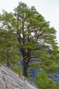 VALLDAL, NORway - 2020 Haziran 06. Yeşil çayırda çam ağacı (Pinus silvestris).