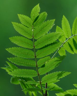 VALLDAL, NORway - 2020 Haziran 03. Güneş, Sorbus aucuparia adlı küçük bir kümes ağacının yapraklarının üzerinde parlar..