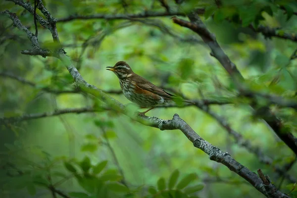 Valldal Noruega 2020 Junho Foco Selecionado Redwing Turdus Iliacus Único — Fotografia de Stock