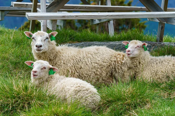 Valldal Norway 2020 June Sheeps Relaxing Green Grass — Stock Photo, Image