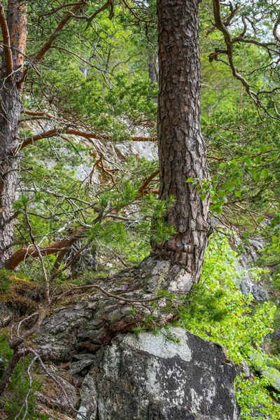 Valldal Norway 2020 Ιουνιου Μεγάλο Ευθύ Δέντρο Στο Δάσος — Φωτογραφία Αρχείου