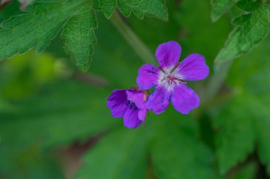 TafORD, NORway - 2020 HAZİRAN 02. Sardunya ibericum veya Kafkas turna gagalı mor çiçekler.