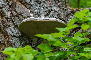 VALLDAL, NORway - 2020 Haziran 06. Raf mantarı (Fomes fomentarius). Parlak mantar. Fomes fomentarius ağaçta büyüyor..