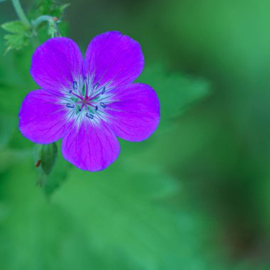 TAFJORD, NORway - 2020 13-21 Haziran. Sardunya ibericum veya Kafkas turna gagalı mor çiçekler.