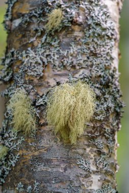 TAFJORD, NORway - 2020 Haziran 13. Doğada bir ağaçta yosun..