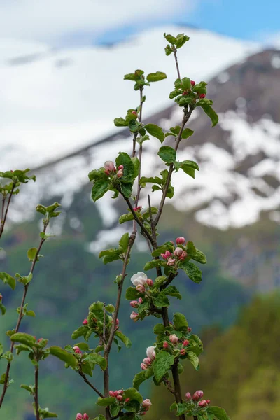 Valldal Norsko 2020 Červen06 Větev Jablek Kvete Rozmazaném Horském Pozadí — Stock fotografie